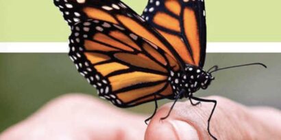 Mơ thấy bướm đánh con gì